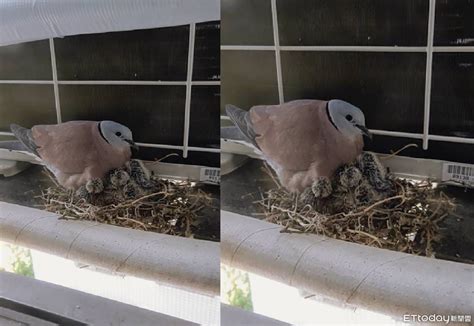 窗戶有鳥巢|影／窗台有鳥窩！女兒抱怨10多年「看牠臉色」開冷氣。